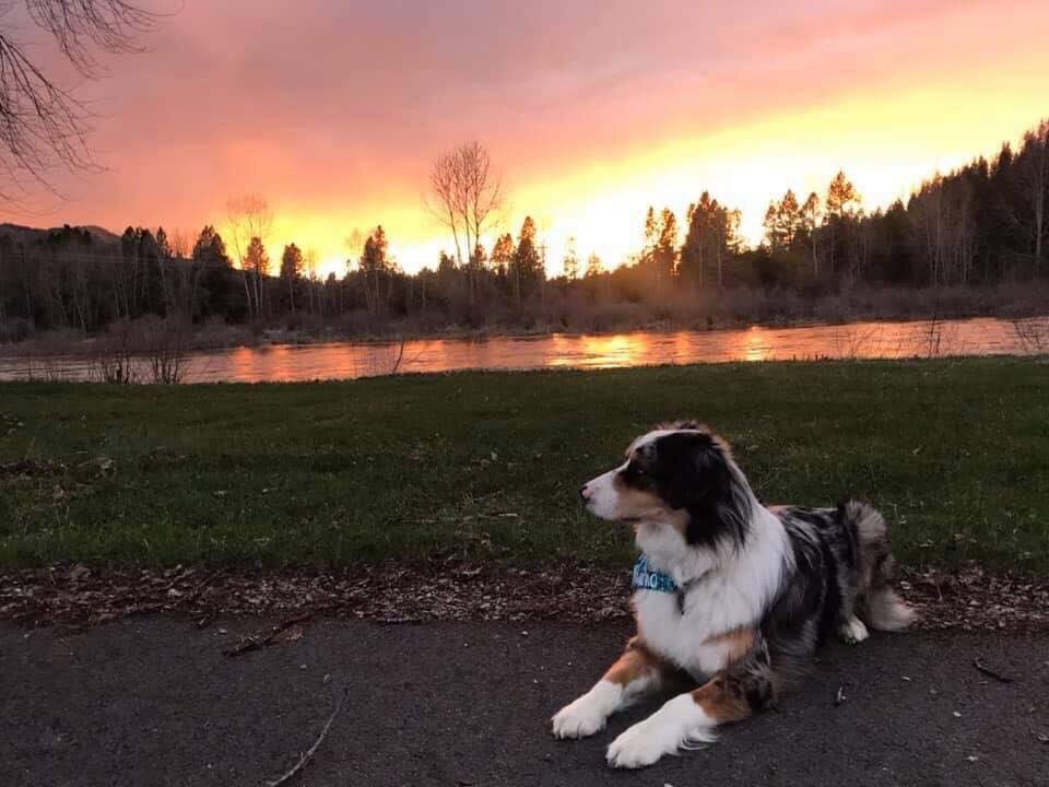Dog watching sunset at CDA River RV, Riverfront Campground