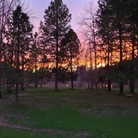 the sunset hitting the trees