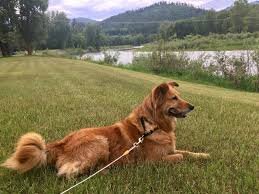 Dog having fun at CDA River RV, Riverfront Campground