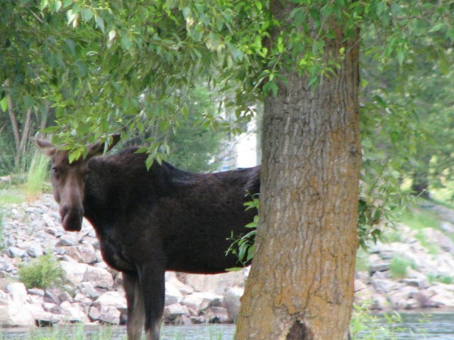 Moose looking at camera at CDA River RV, Riverfront Campground
