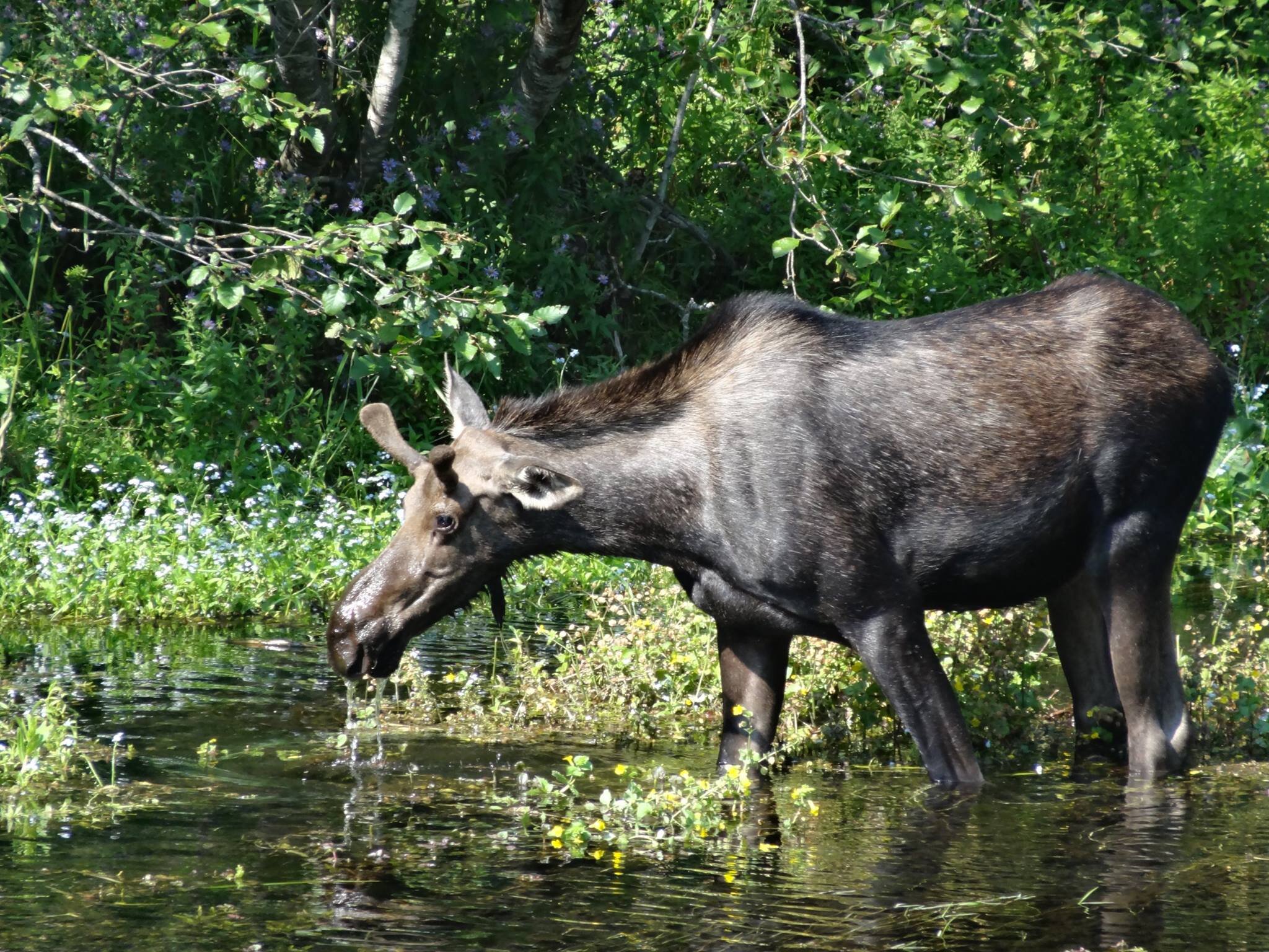 Moose drinking water at CDA River RV, Riverfront Campground
